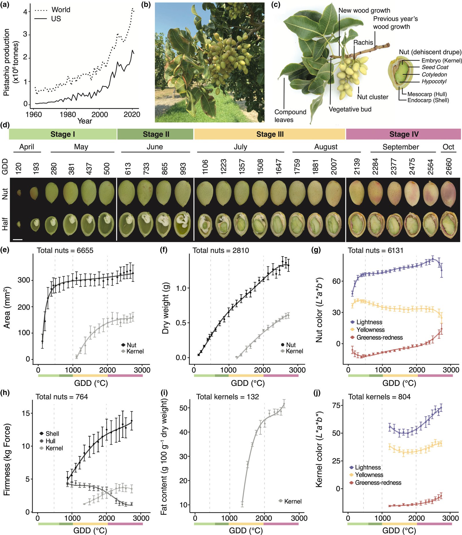 Pistachio nut development across four stages
