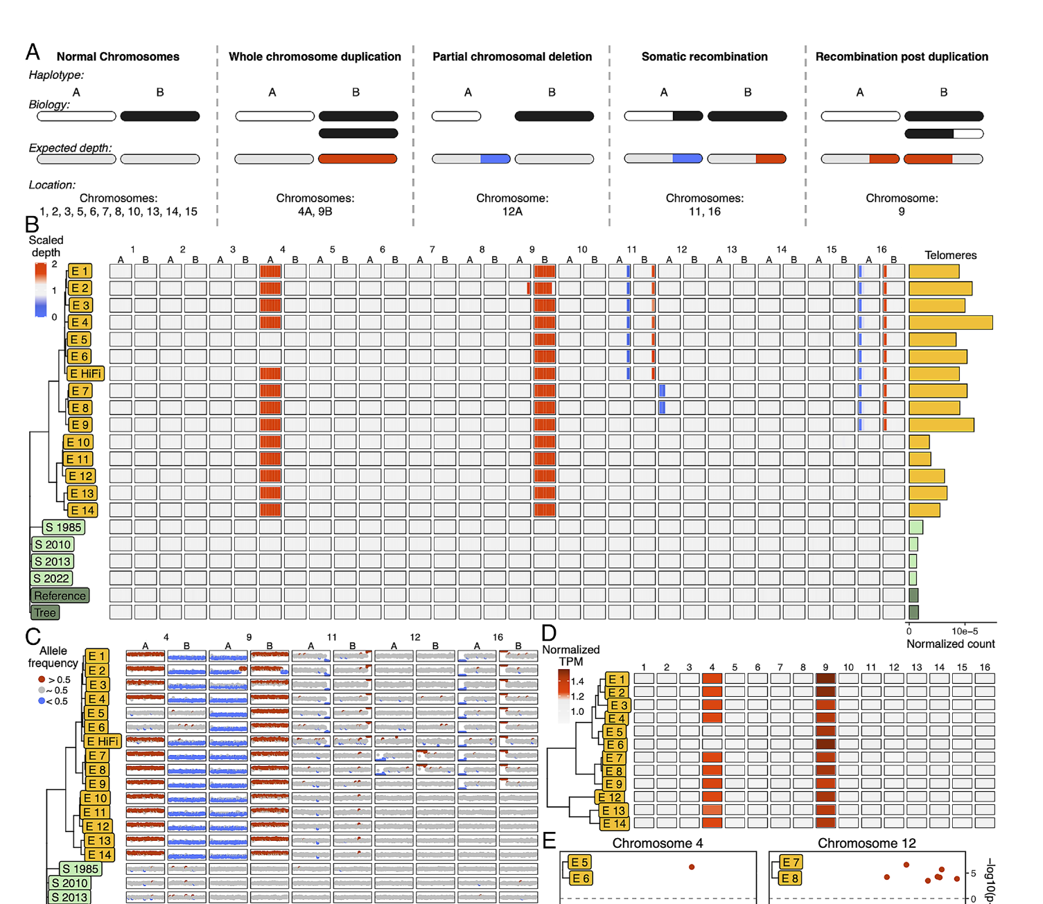 Genomic instability in walnut somatic embryo clones