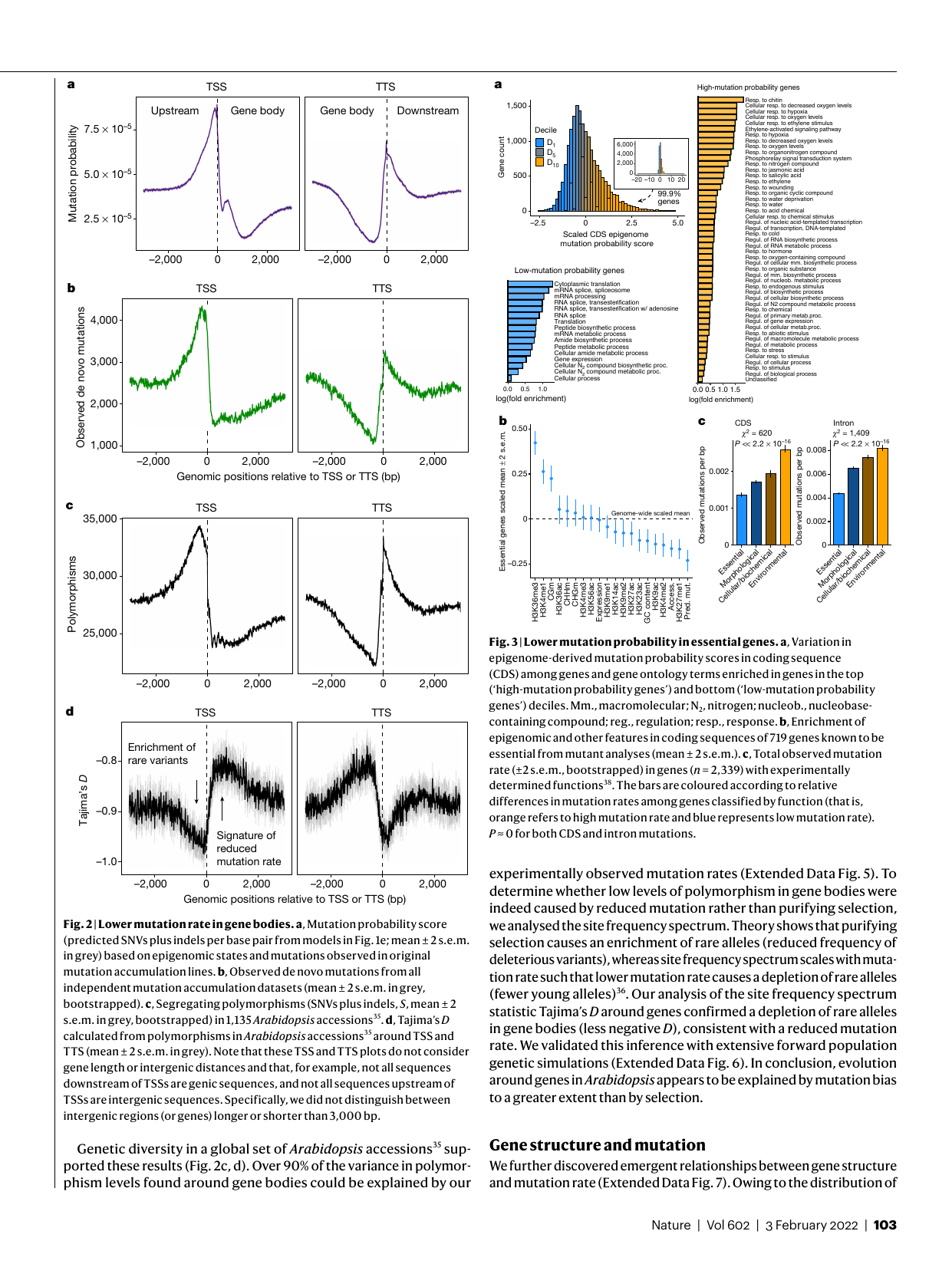 Mutation rates around gene bodies and in essential genes