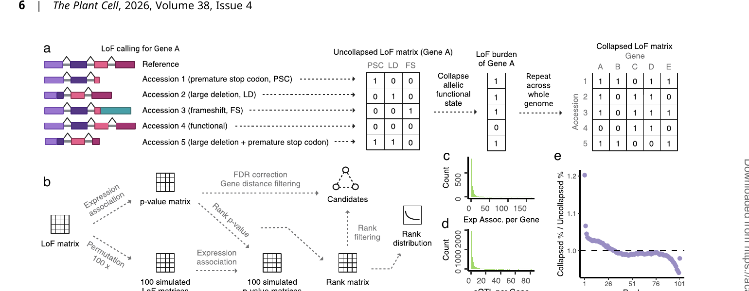 Loss-of-function burden testing framework
