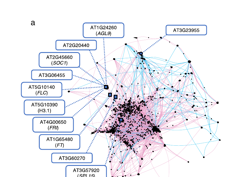 FRIGIDA-centered flowering time gene network from LoF-expression association